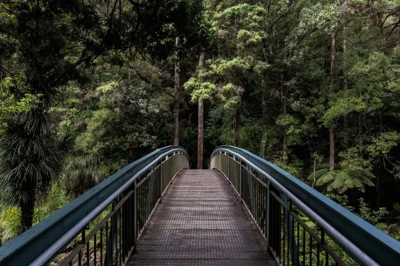 Bridge in the forest